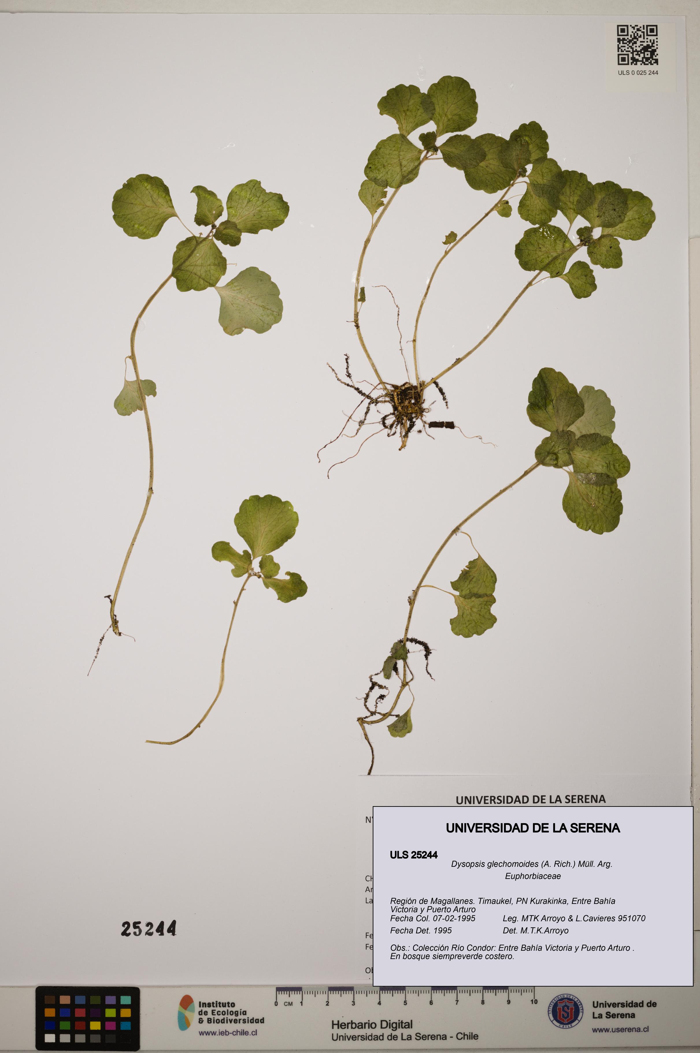 Dysopsis glechomoides [Espécimen: ]