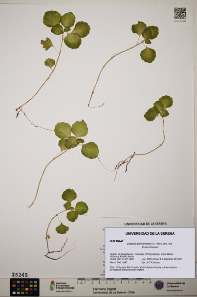 Dysopsis glechomoides [Espécimen: ]