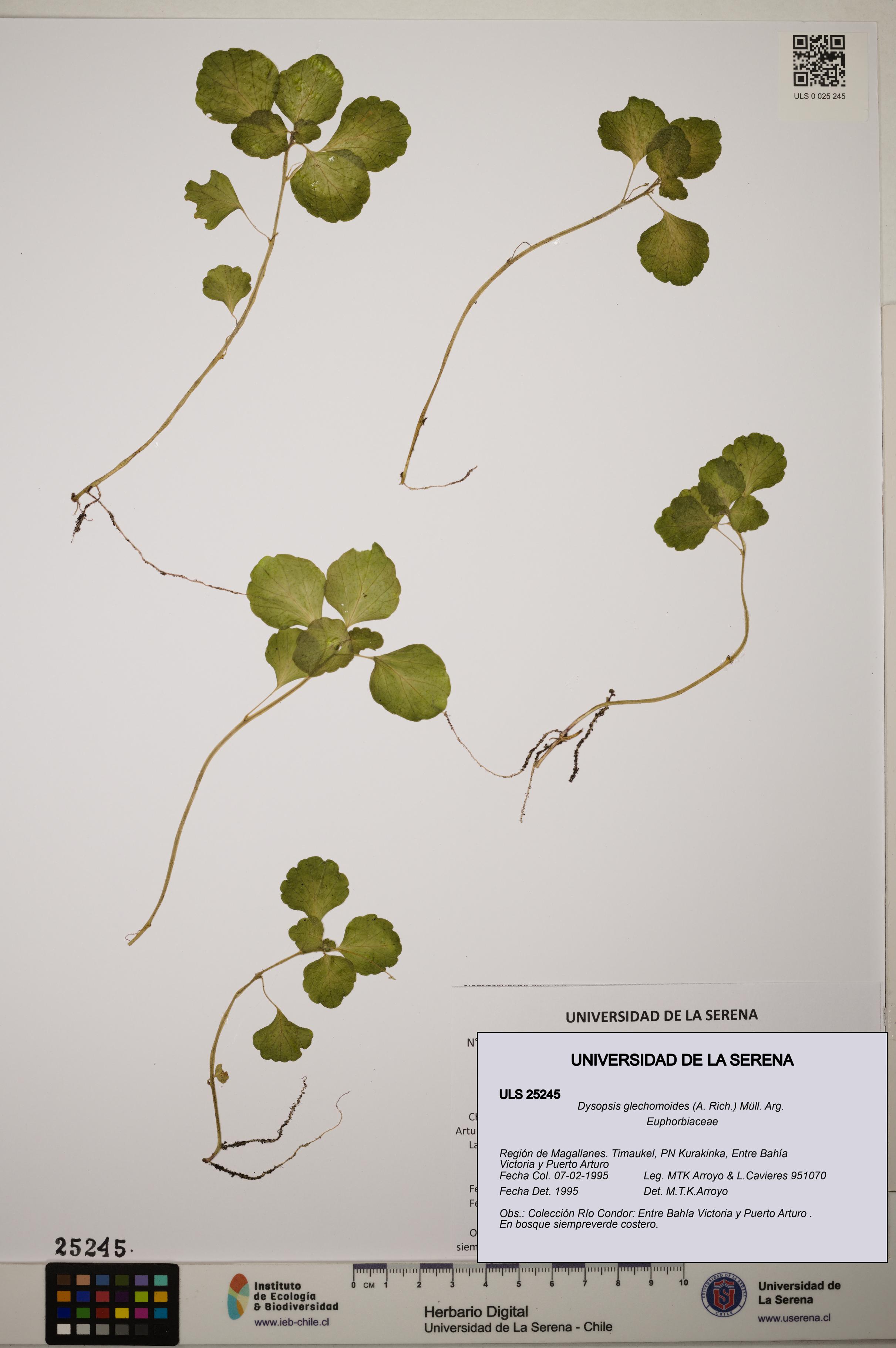 Dysopsis glechomoides [Espécimen: ]