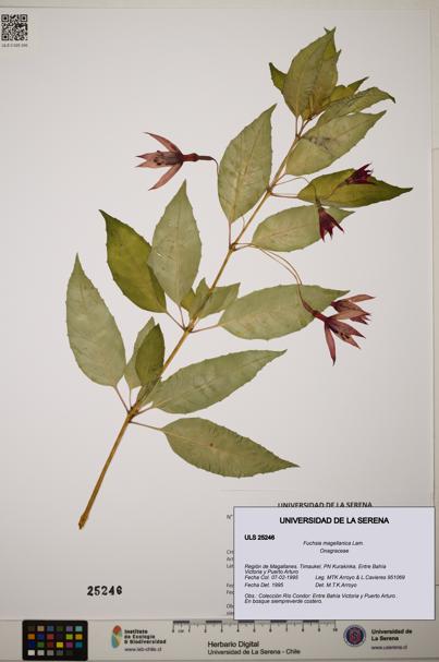 Fuchsia magellanica [Espécimen: ]