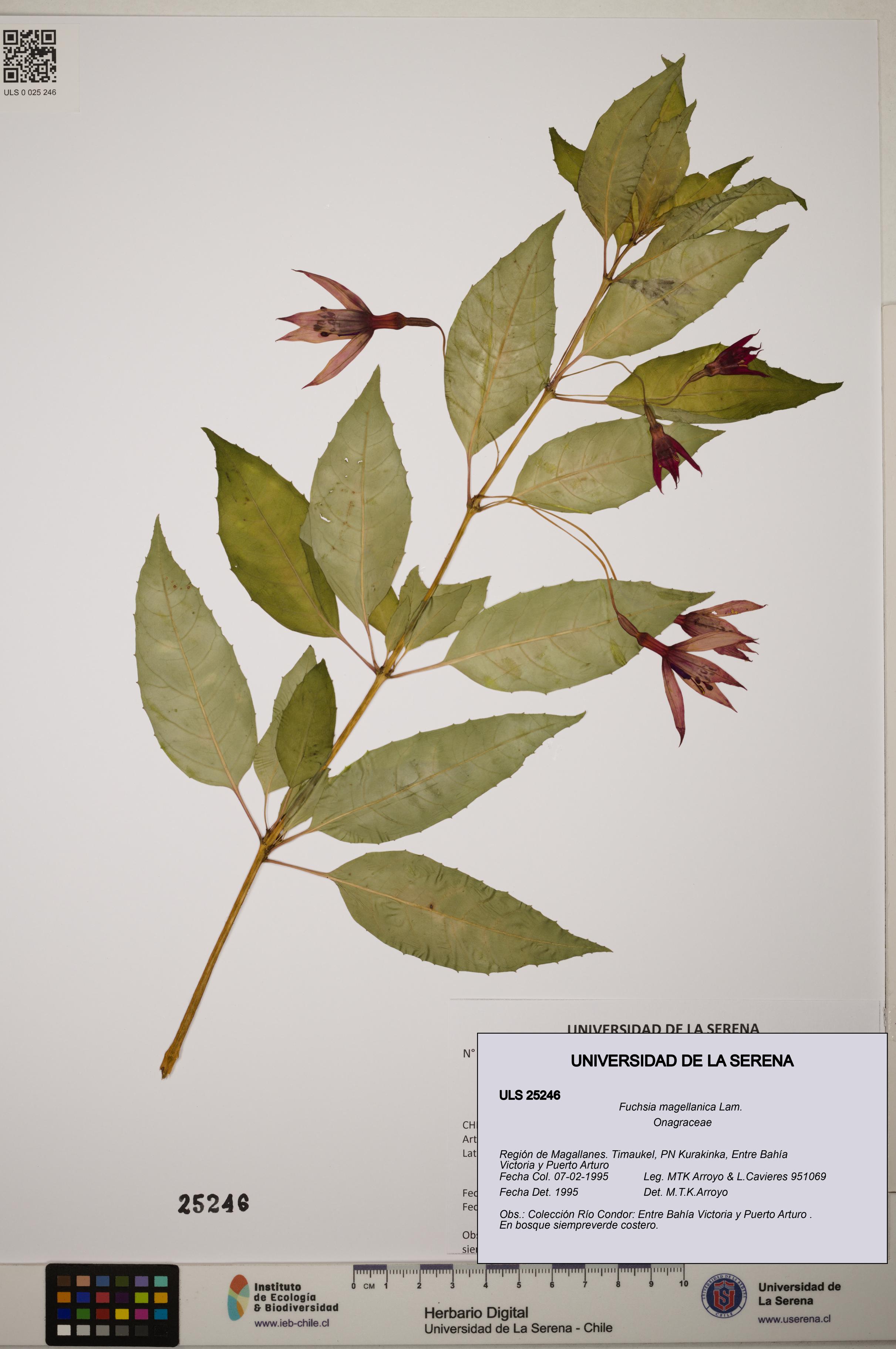 Fuchsia magellanica [Espécimen: ]
