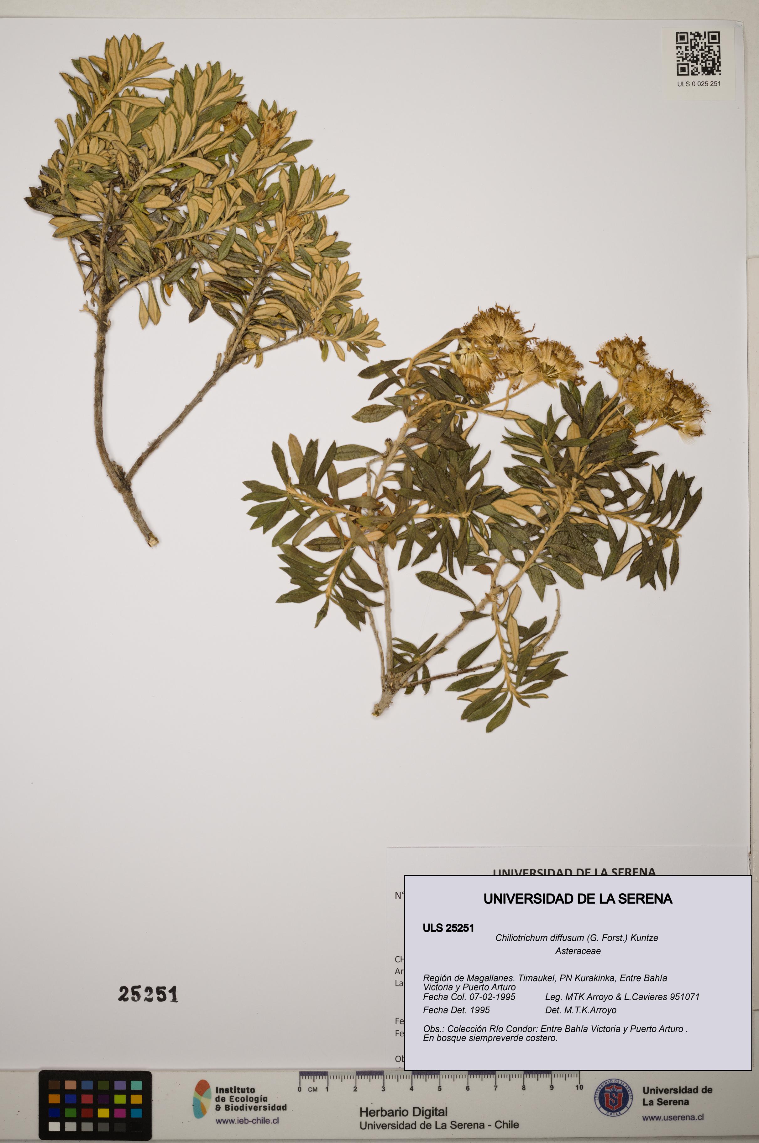 Chiliotrichum diffusum [Espécimen: ]