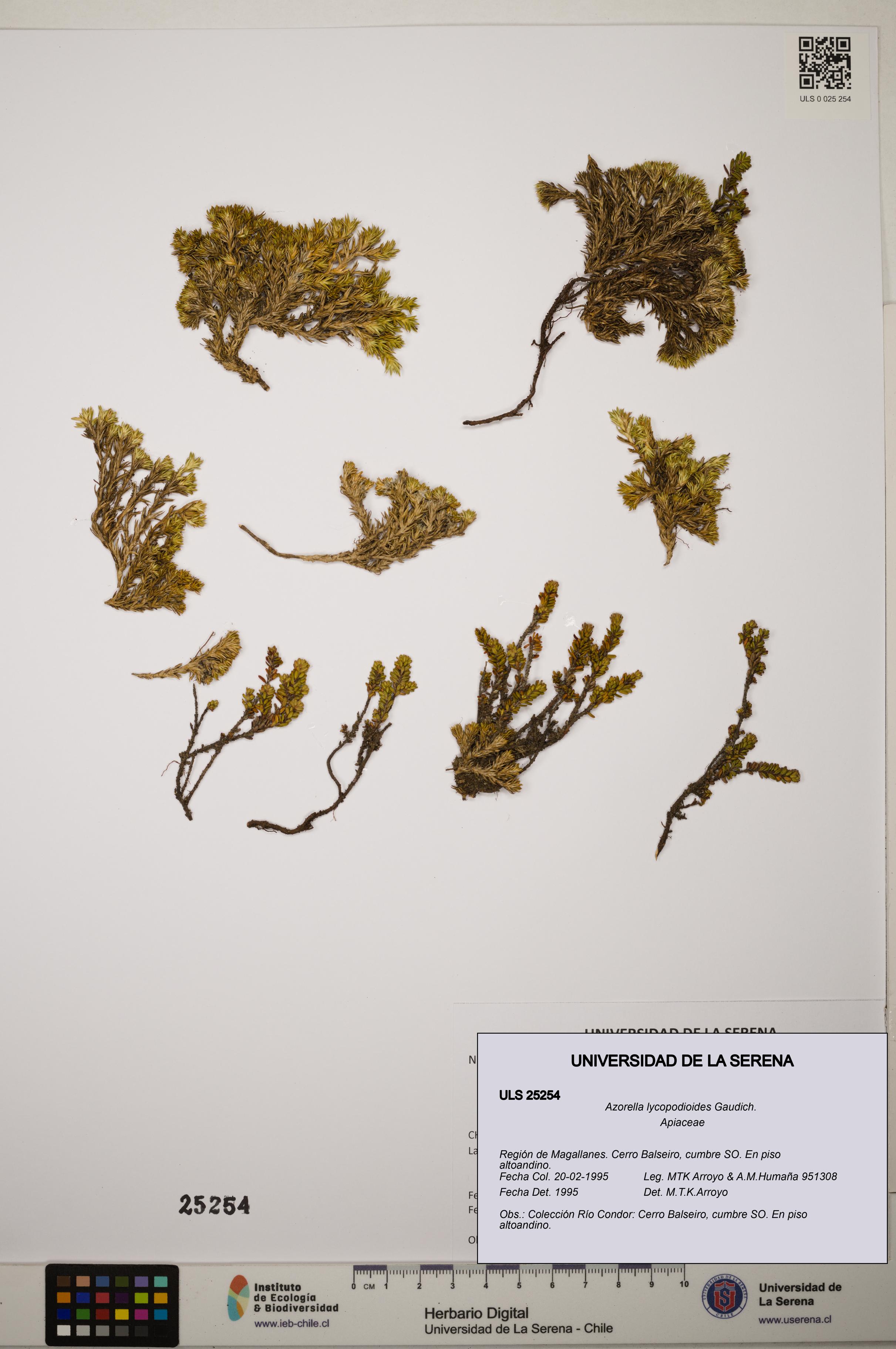 Azorella lycopodioides [Espécimen: ]
