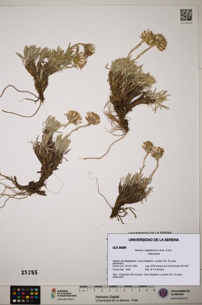 Senecio magellanicus [Espécimen: ]