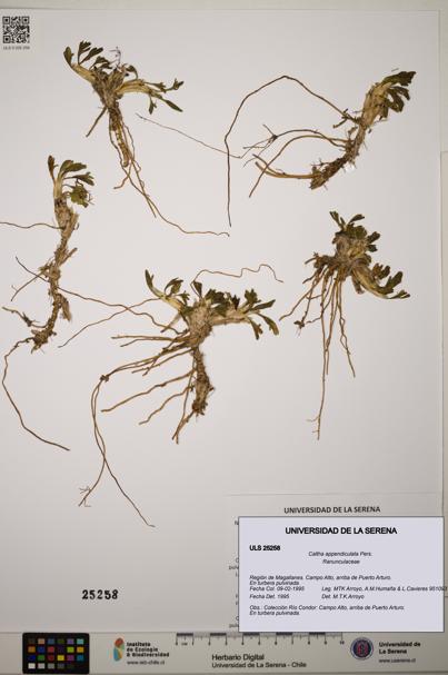 Caltha appendiculata [Espécimen: ]