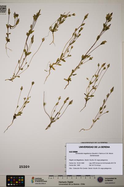 Gentianella magellanica [Espécimen: ]