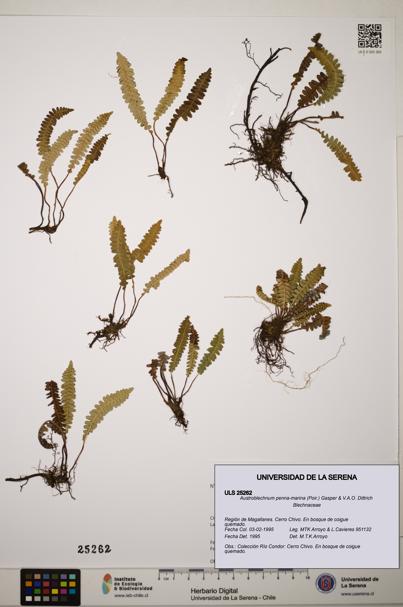 Austroblechnum penna-marina [Espécimen: ]