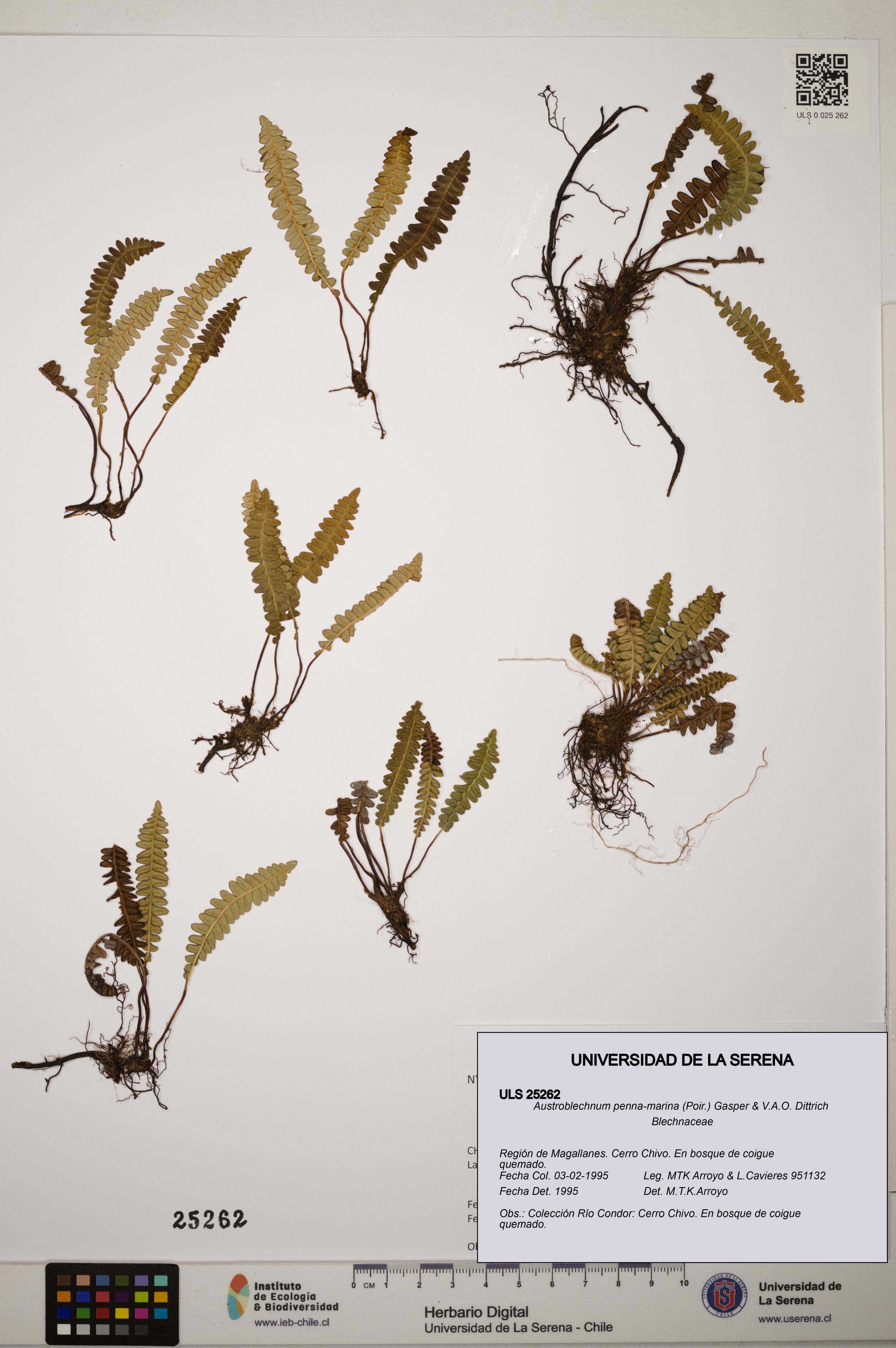 Austroblechnum penna-marina [Espécimen: ]