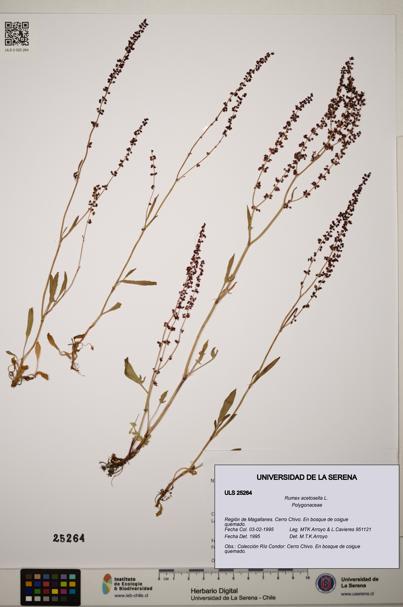 Rumex acetosella [Espécimen: ]