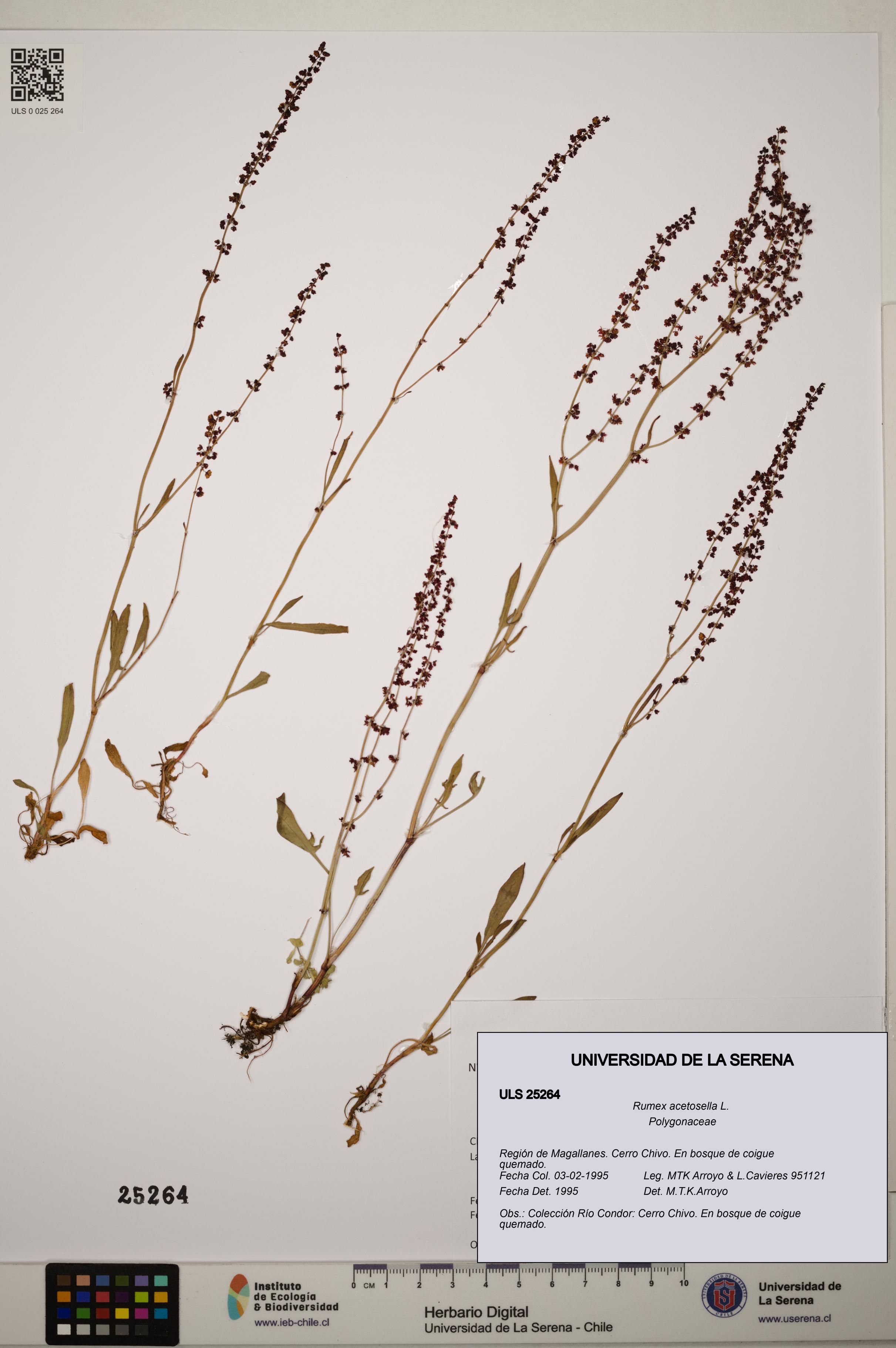 Rumex acetosella [Espécimen: ]