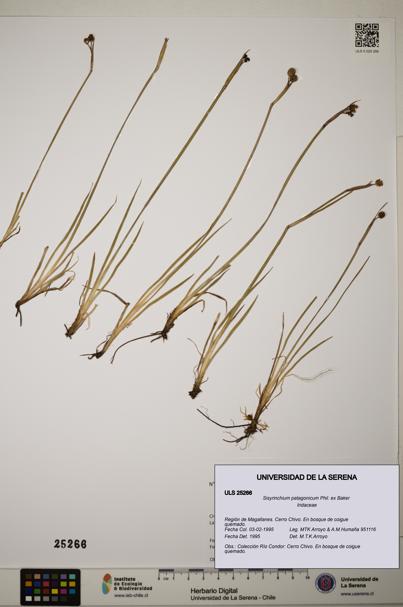 Sisyrinchium patagonicum [Espécimen: ]