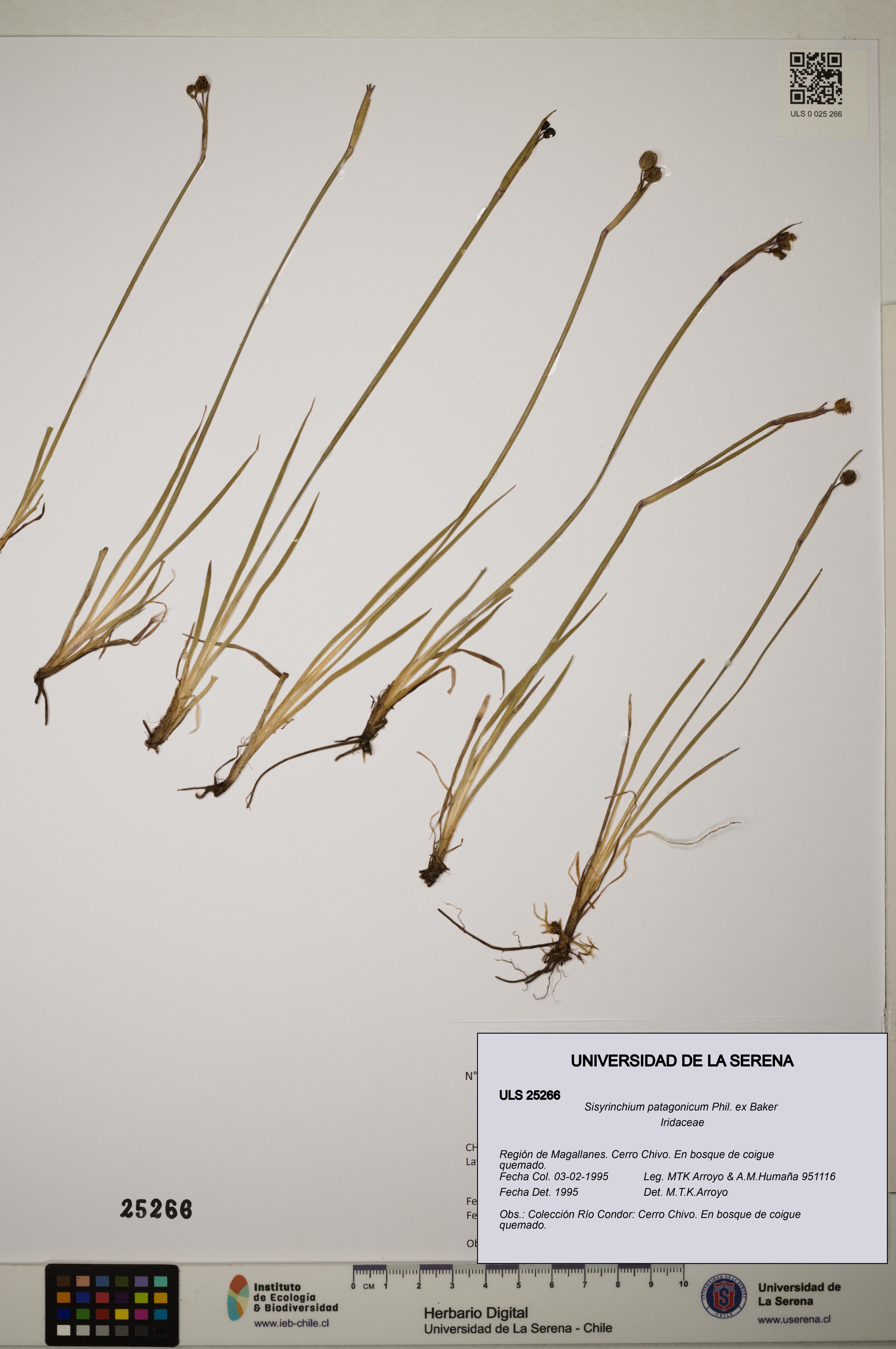 Sisyrinchium patagonicum [Espécimen: ]