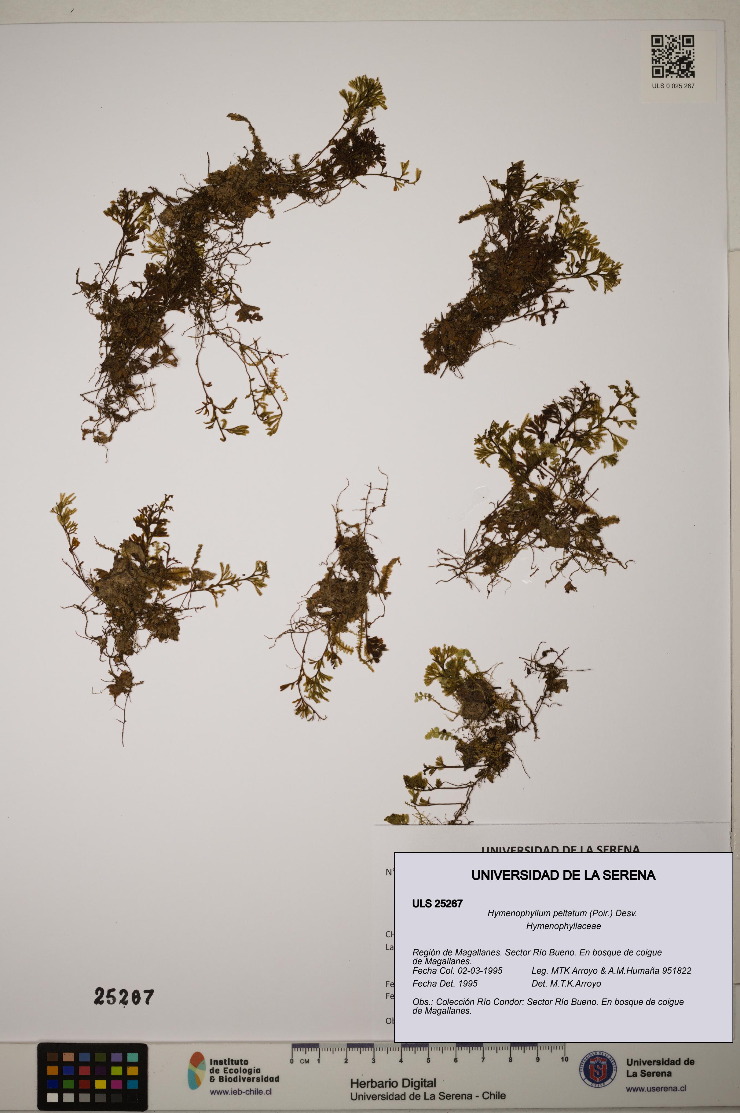 Hymenophyllum peltatum [Espécimen: ]
