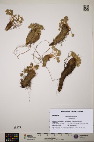 Oxalis enneaphylla [Espécimen: ]