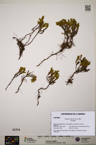 Empetrum rubrum [Espécimen: ]