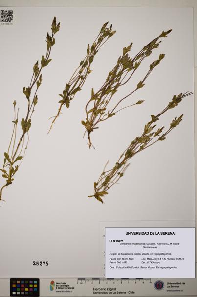 Gentianella magellanica [Espécimen: ]