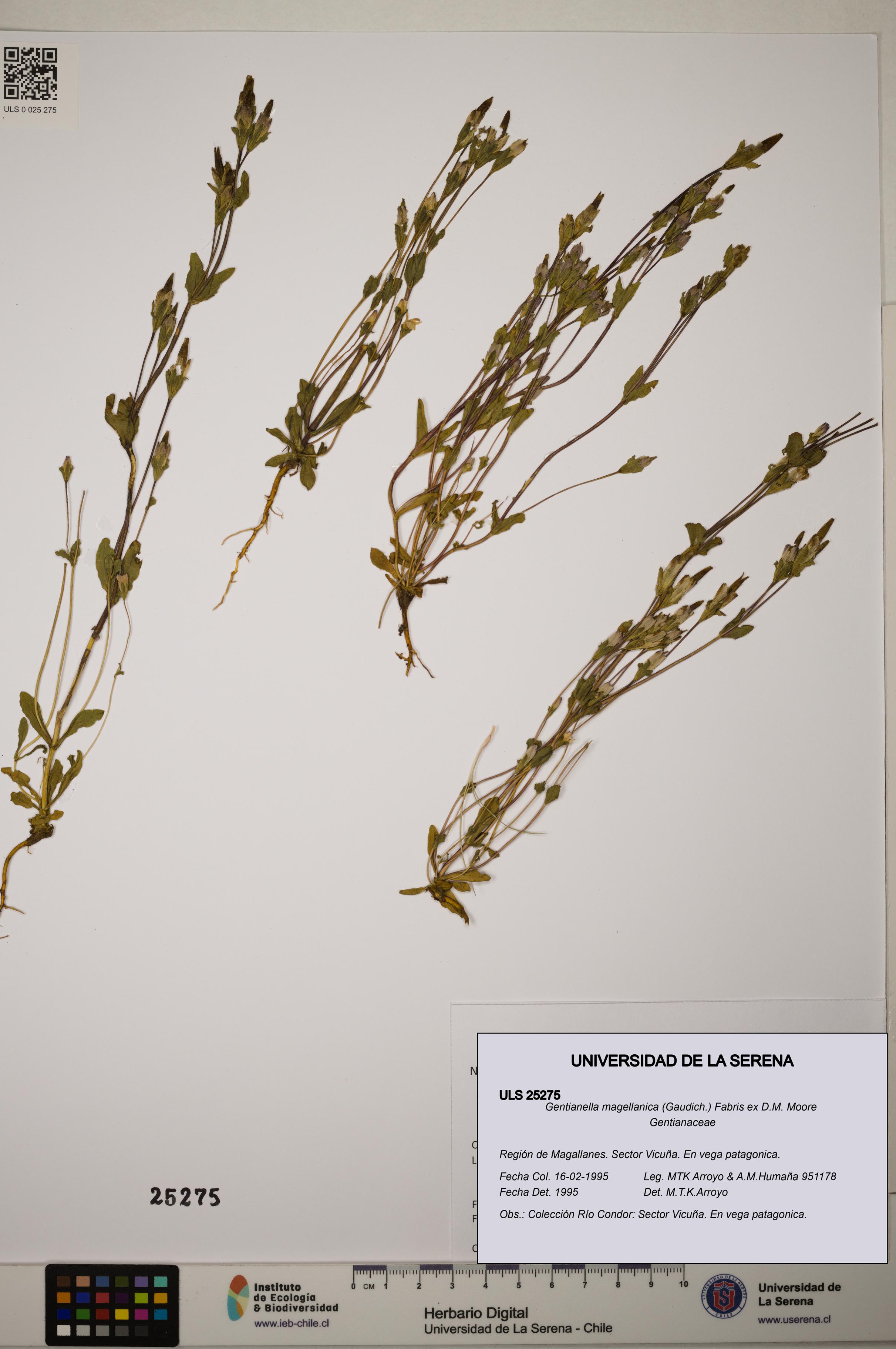 Gentianella magellanica [Espécimen: ]