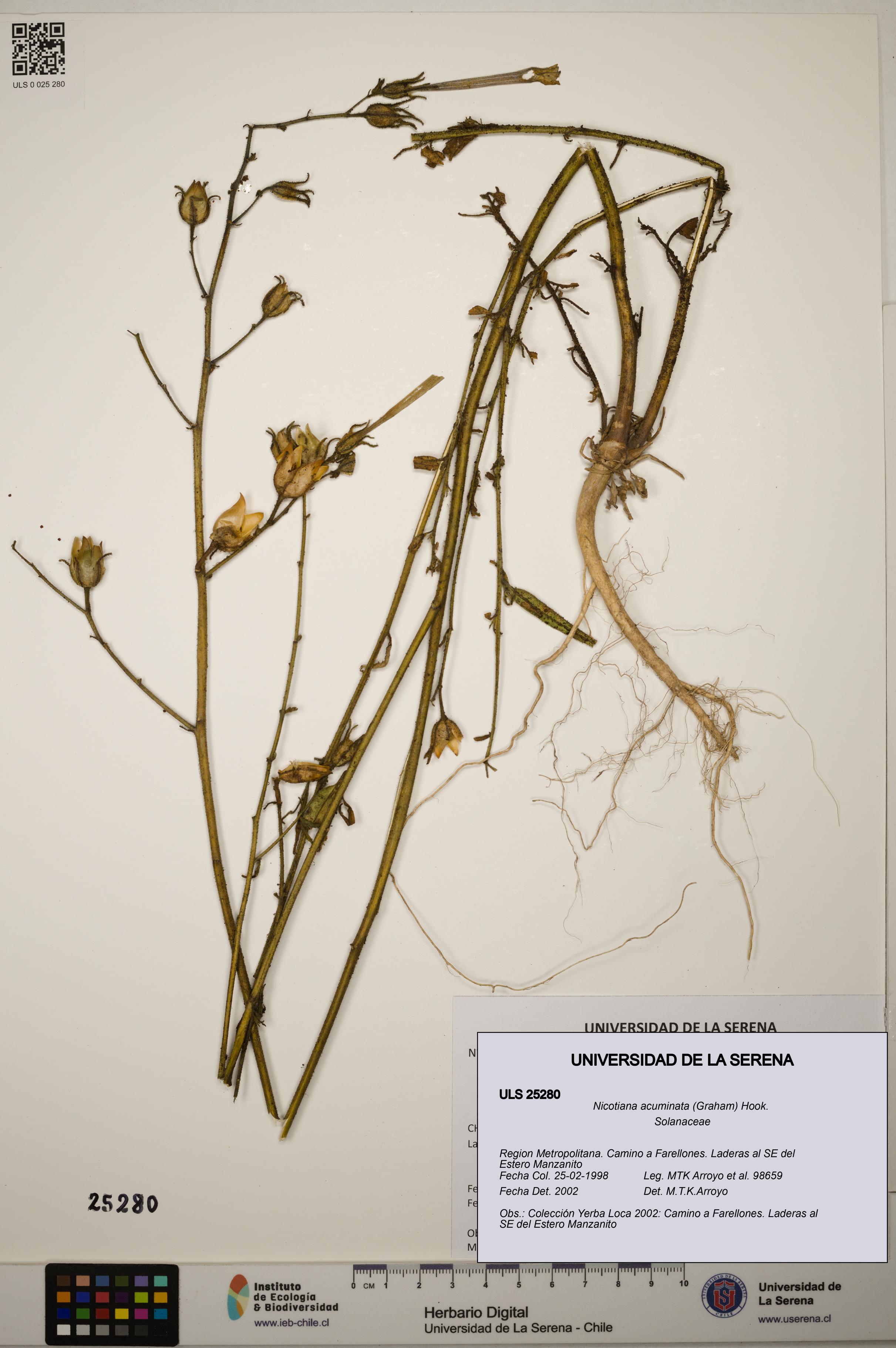 Nicotiana acuminata [Espécimen: ]