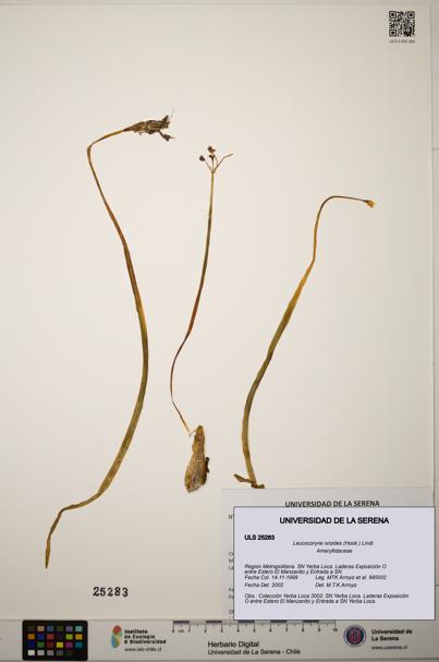 Leucocoryne ixioides [Espécimen: ]