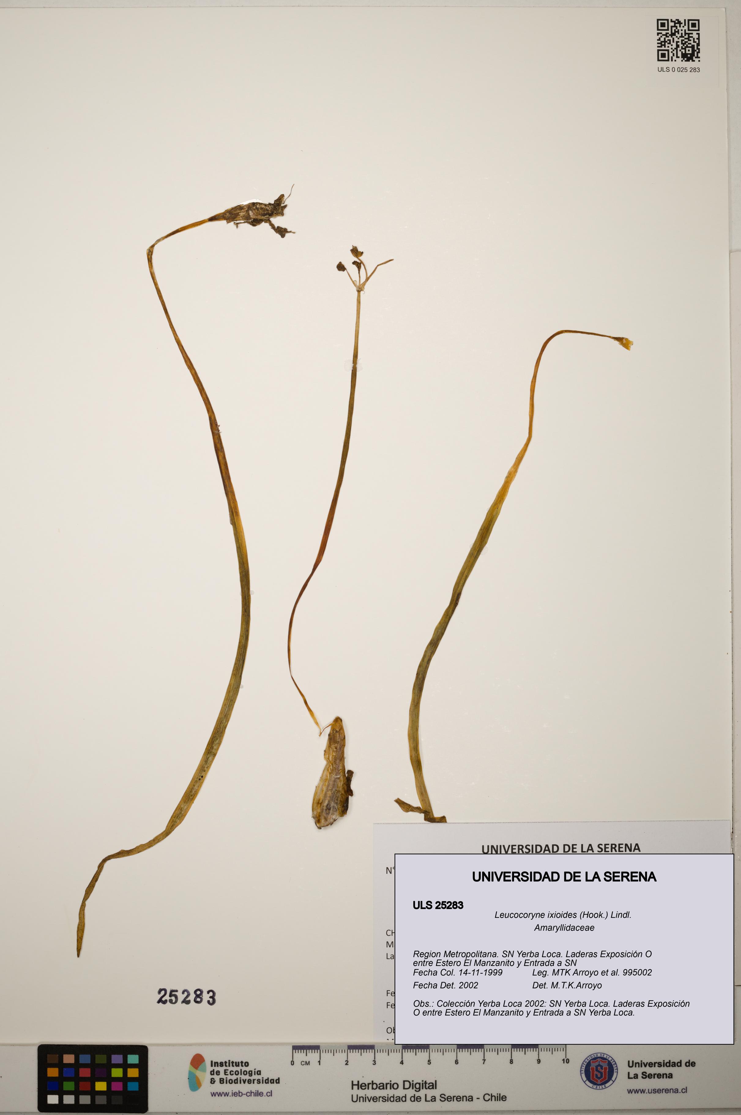 Leucocoryne ixioides [Espécimen: ]