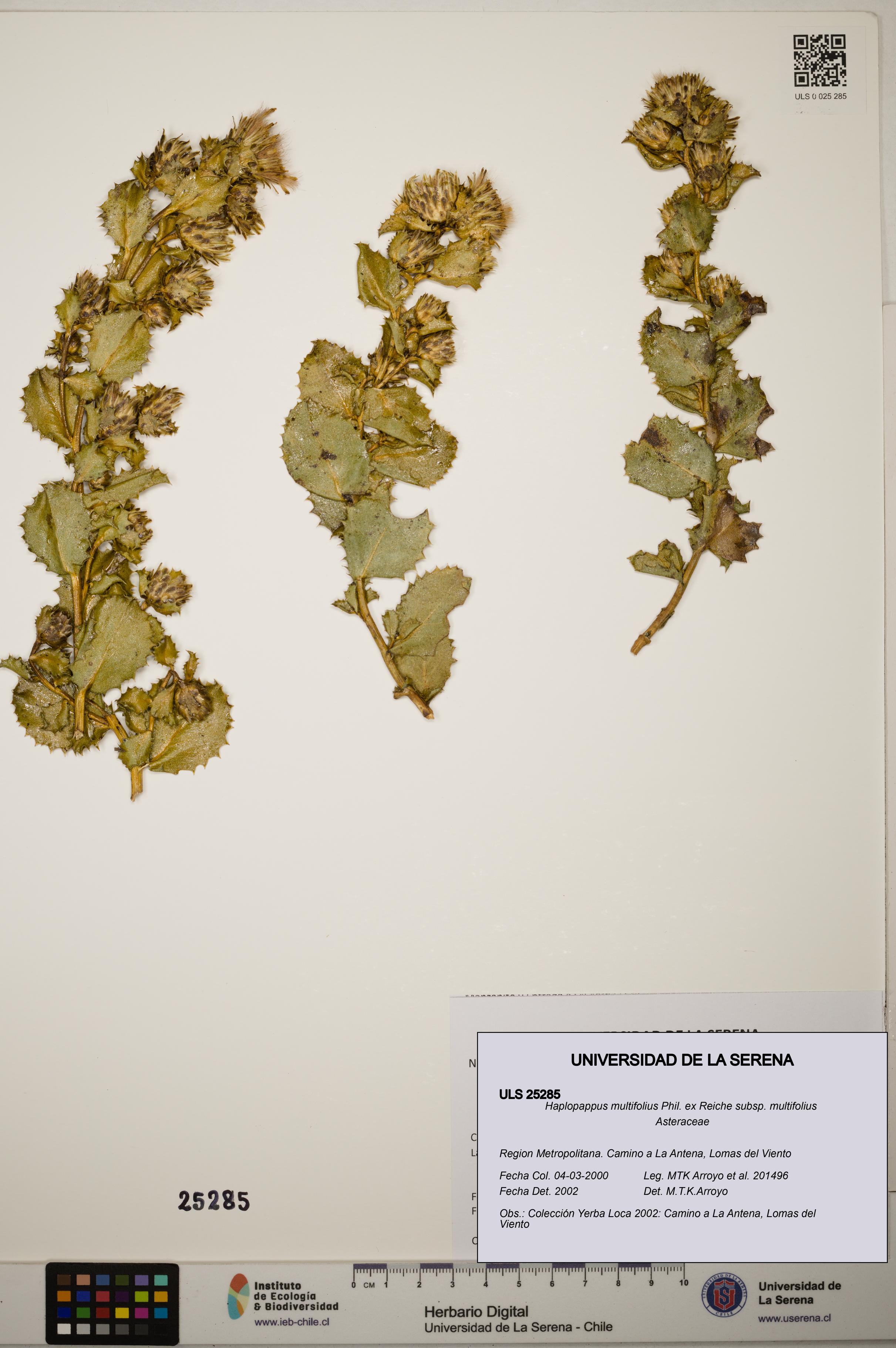 Haplopappus multifolius subsp. multifolius [Espécimen: ]
