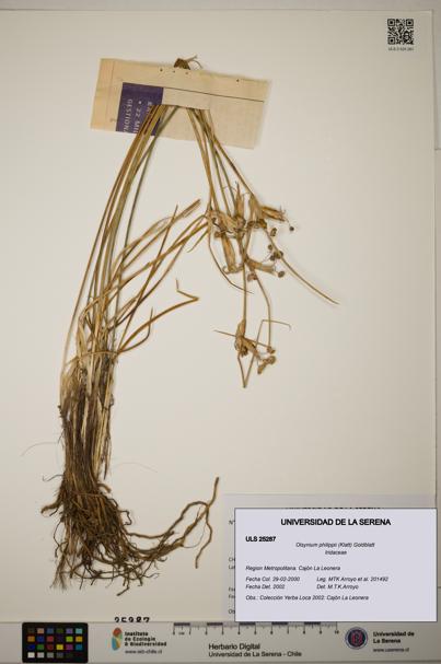 Olsynium philippii [Espécimen: ]