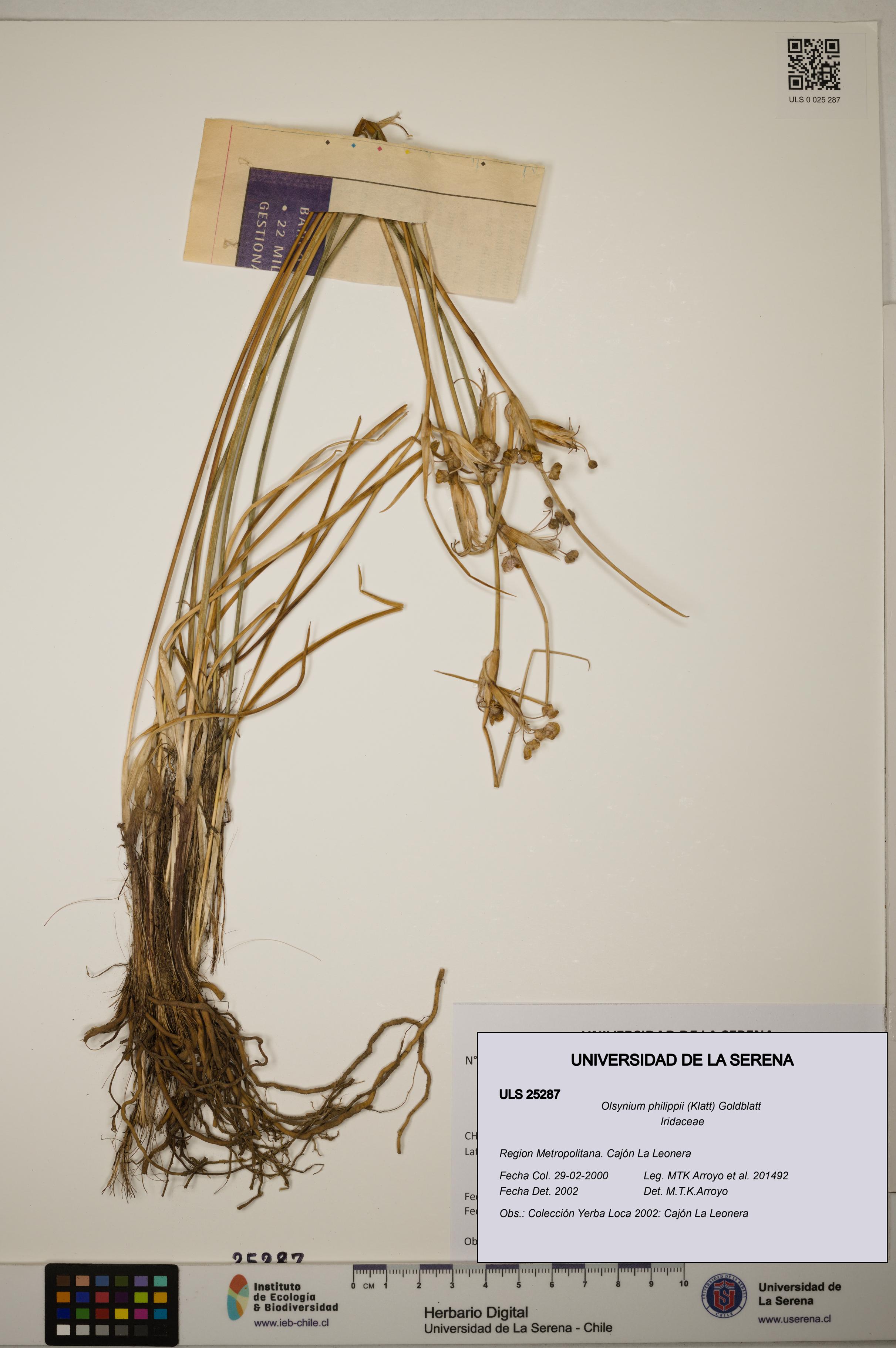 Olsynium philippii [Espécimen: ]