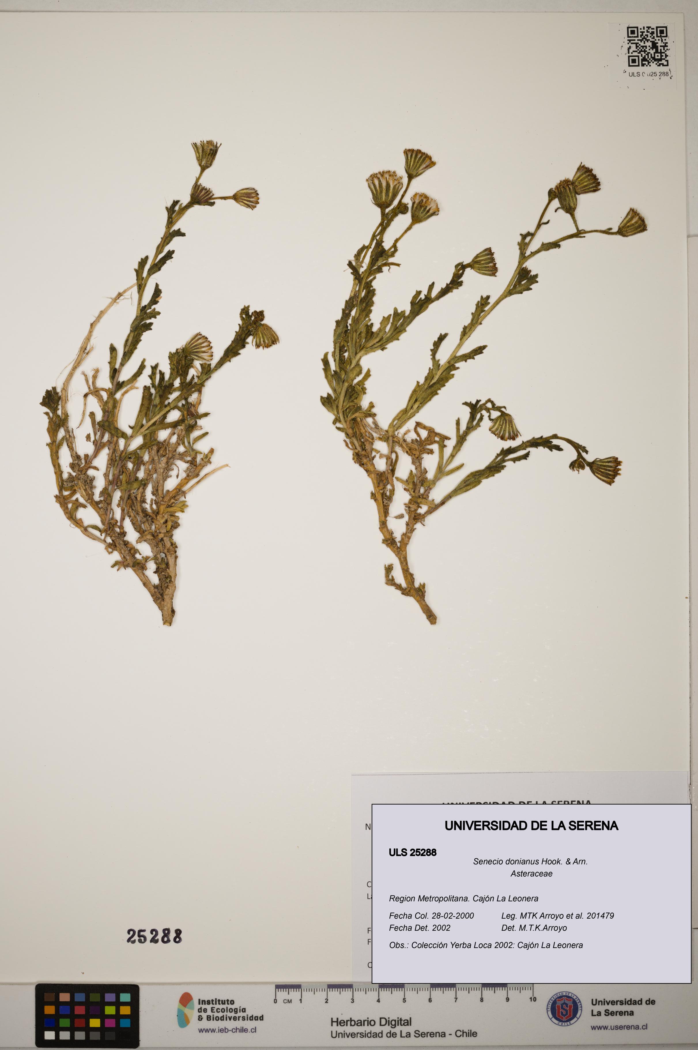Senecio donianus [Espécimen: ]