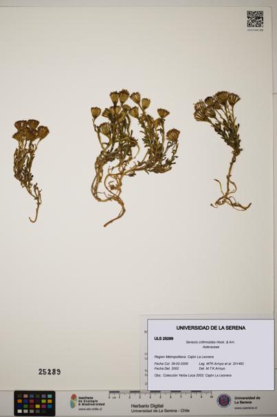 Senecio crithmoides [Espécimen: ]