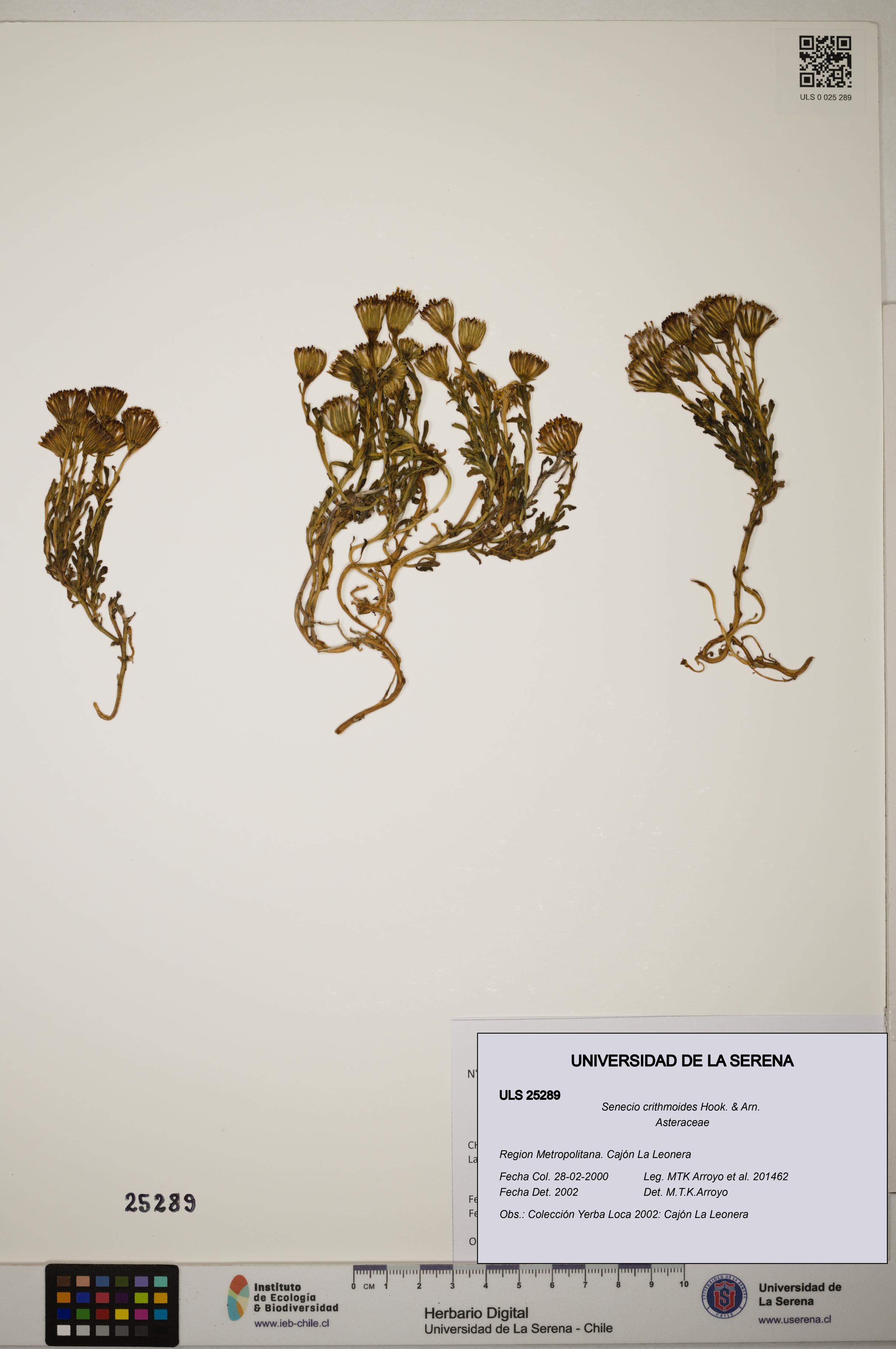 Senecio crithmoides [Espécimen: ]