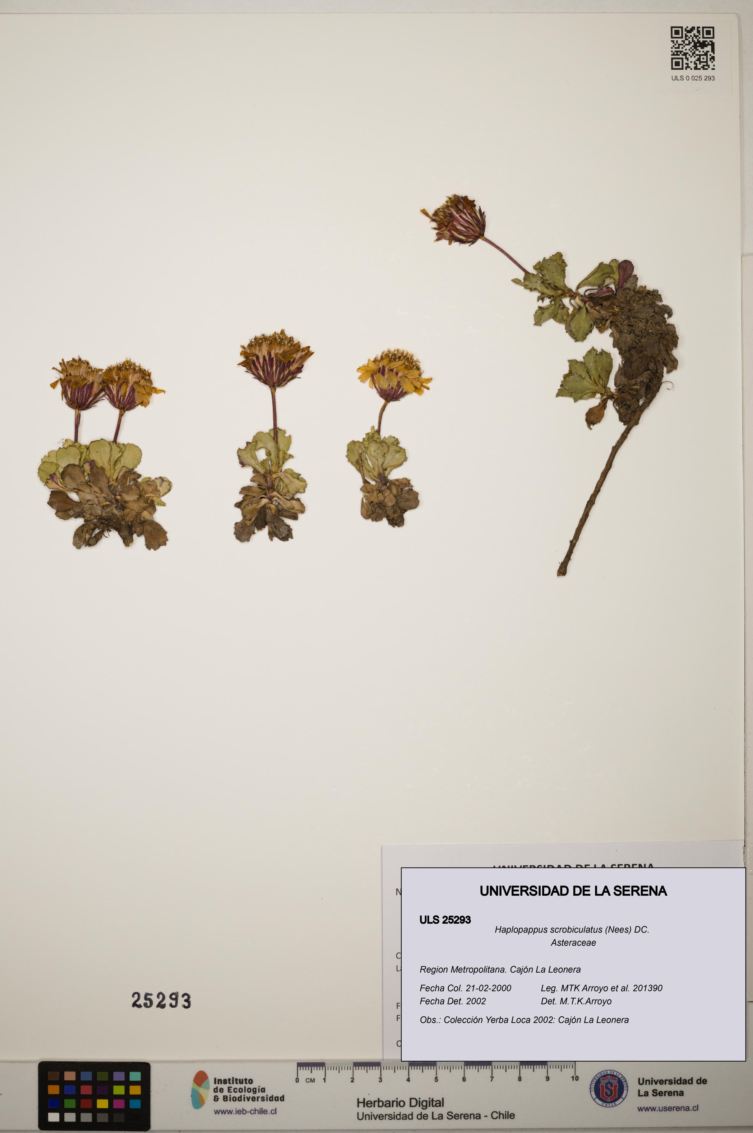 Haplopappus scrobiculatus [Espécimen: ]