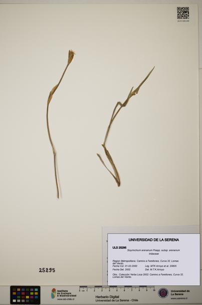 Sisyrinchium arenarium [Espécimen: ]