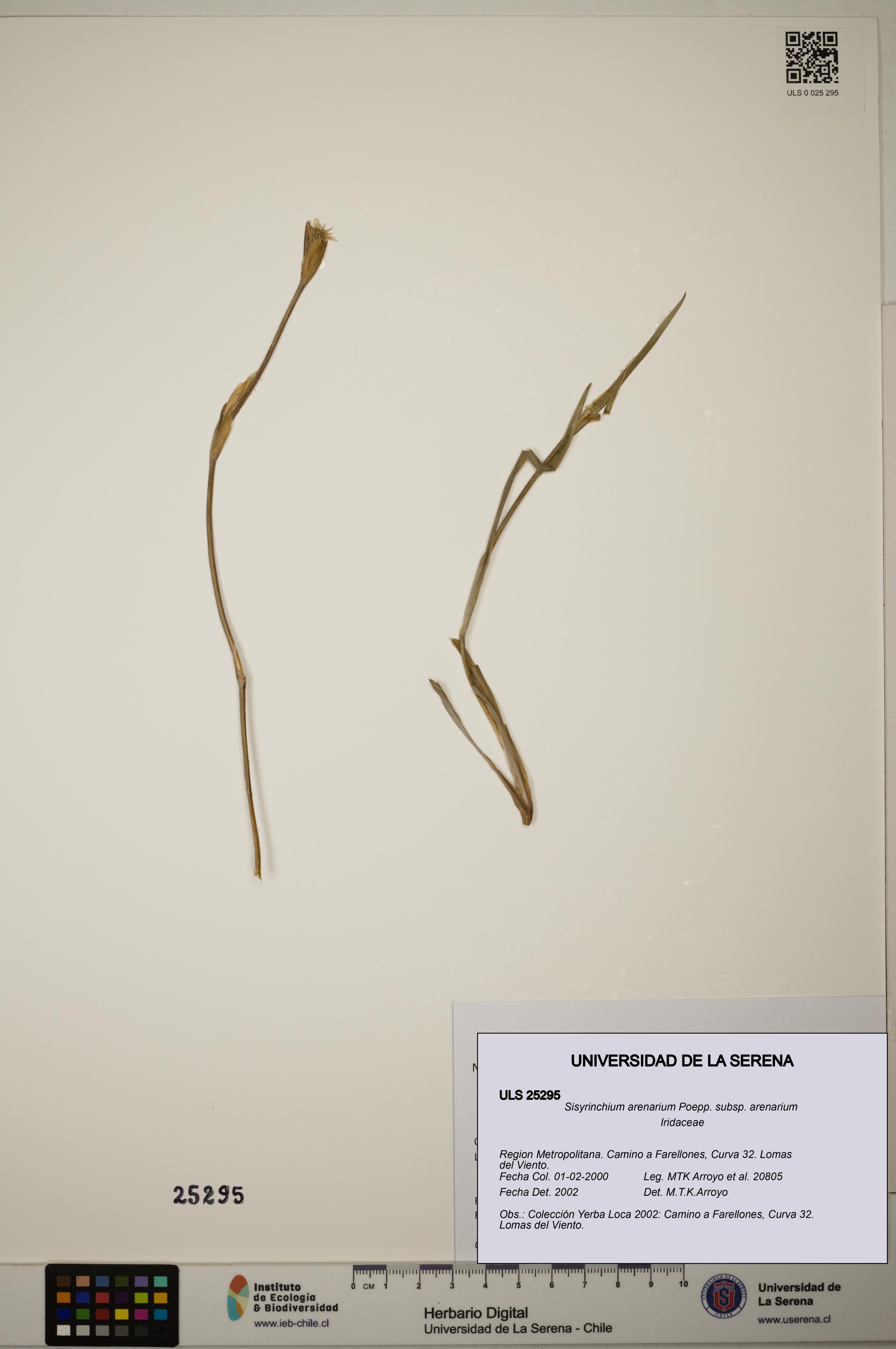Sisyrinchium arenarium [Espécimen: ]