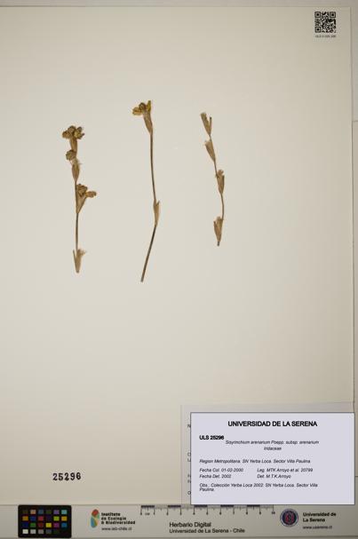 Sisyrinchium arenarium [Espécimen: ]