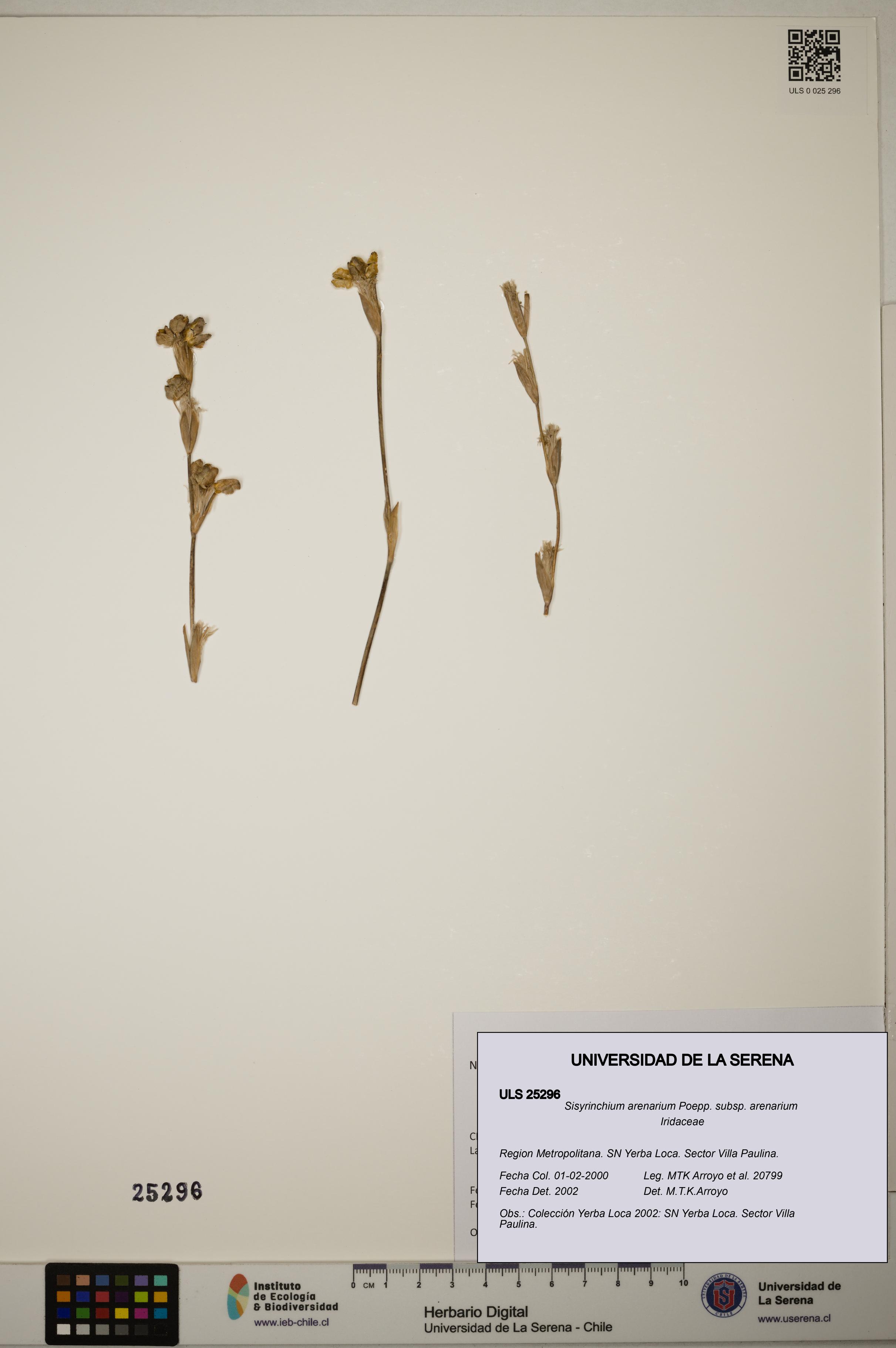 Sisyrinchium arenarium [Espécimen: ]
