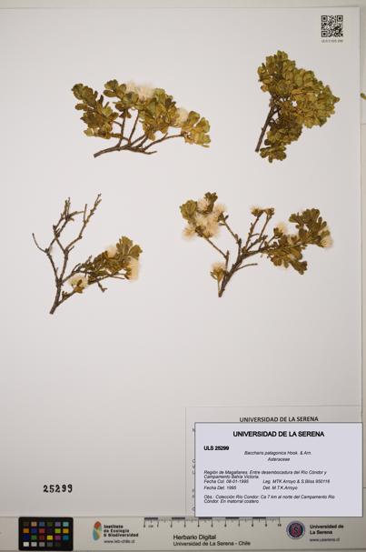 Baccharis patagonica [Espécimen: ]