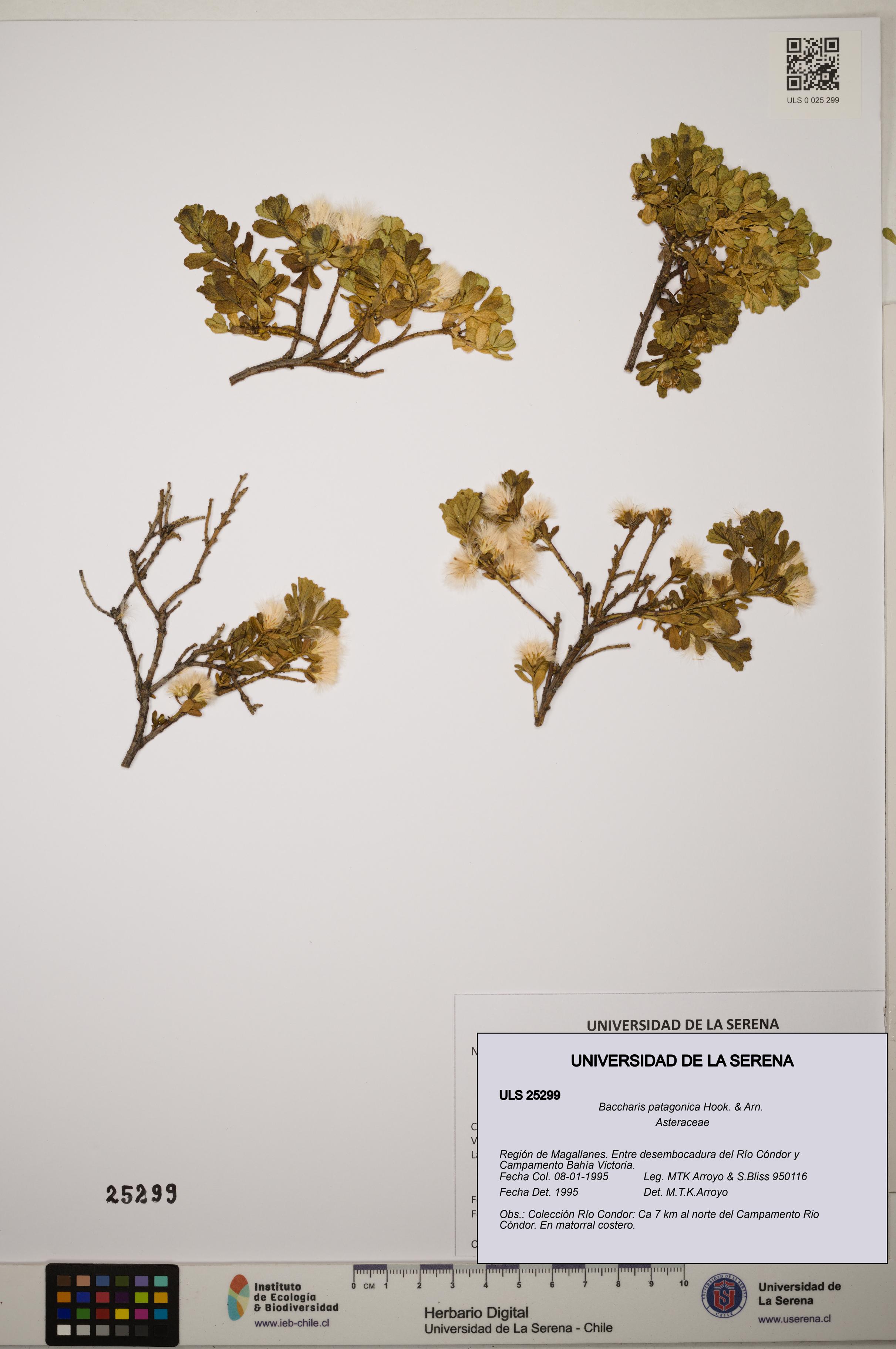 Baccharis patagonica [Espécimen: ]