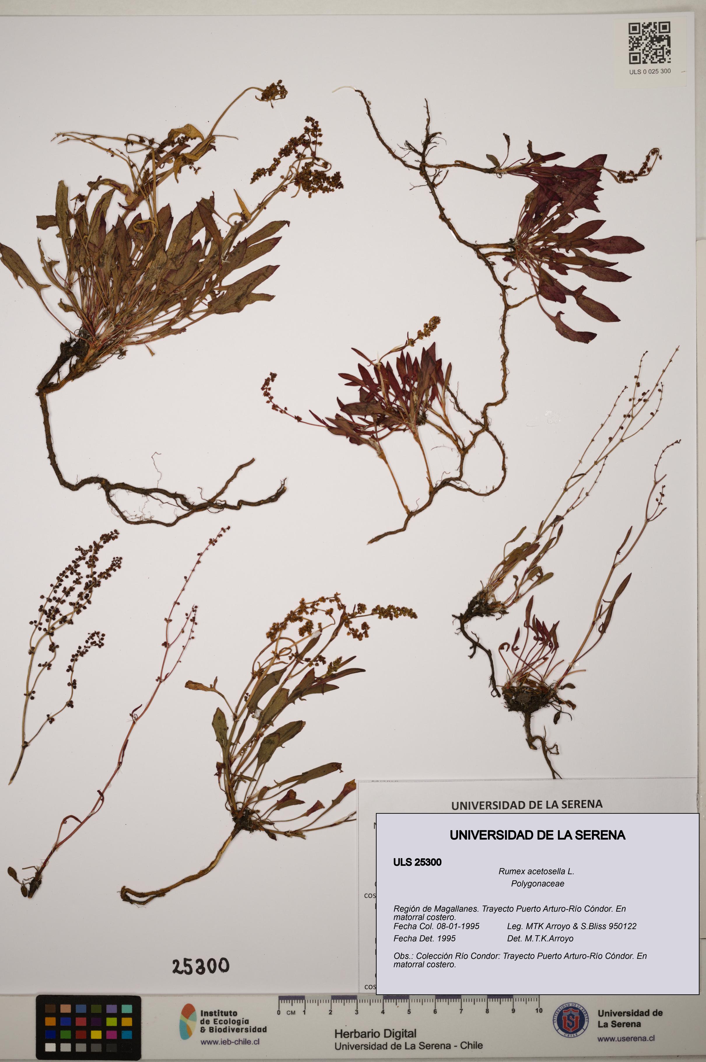 Rumex acetosella [Espécimen: ]