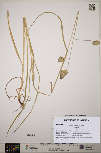 Festuca juncifolia [Espécimen: ]