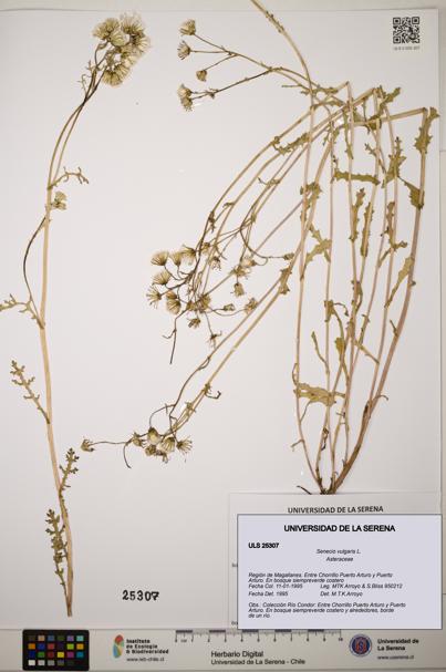 Senecio vulgaris [Espécimen: ]