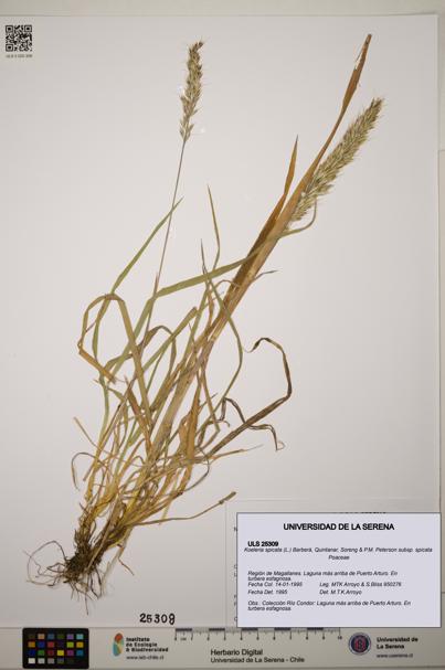 Koeleria spicata subsp. spicata [Espécimen: ]
