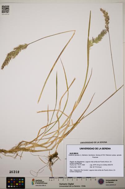 Koeleria spicata subsp. spicata [Espécimen: ]