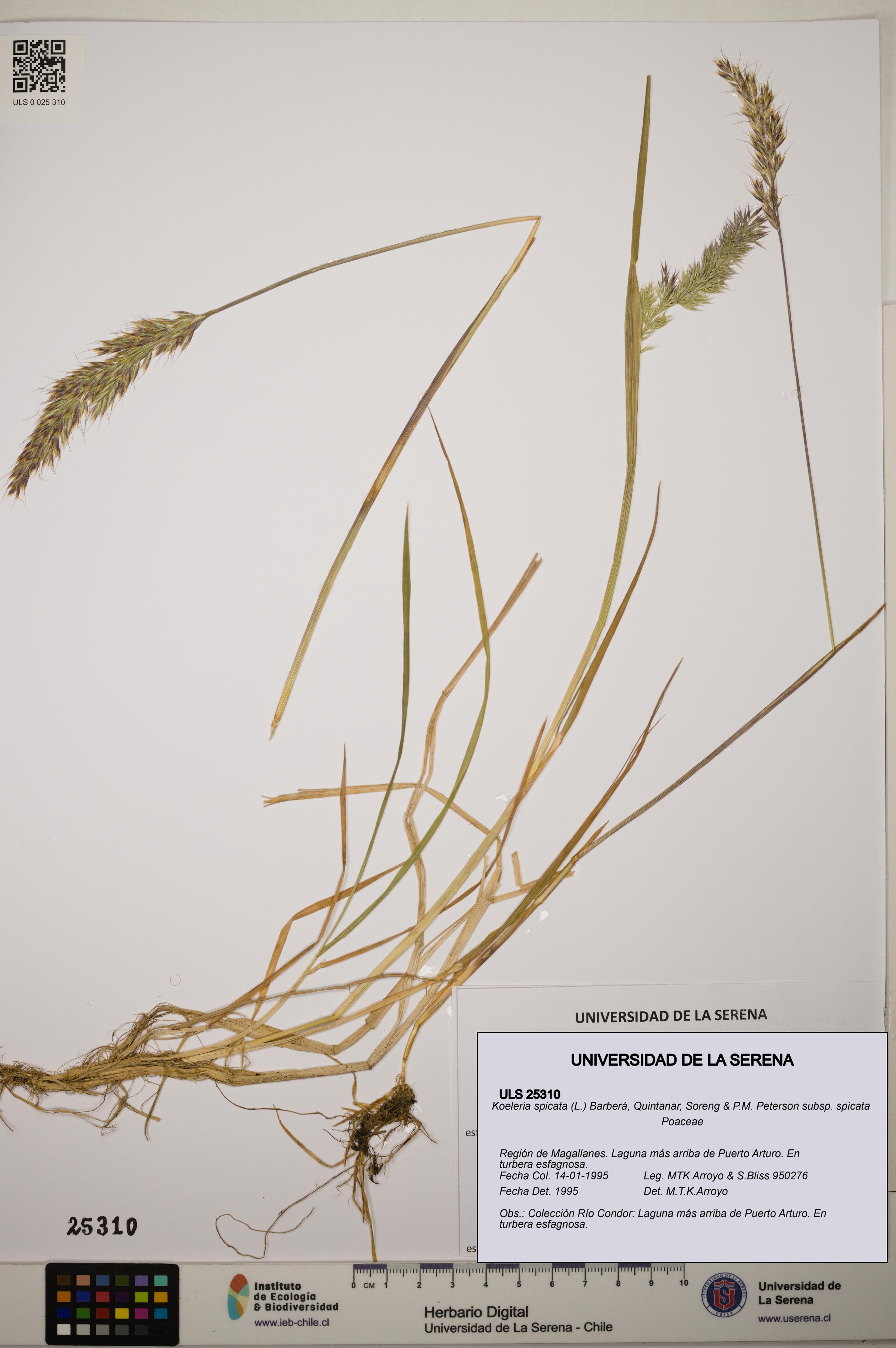Koeleria spicata subsp. spicata [Espécimen: ]