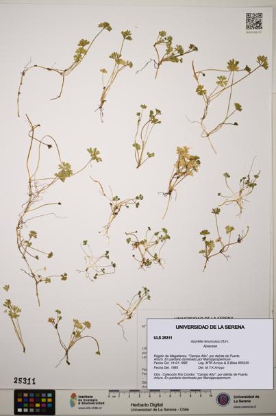 Azorella ranunculus [Espécimen: ]