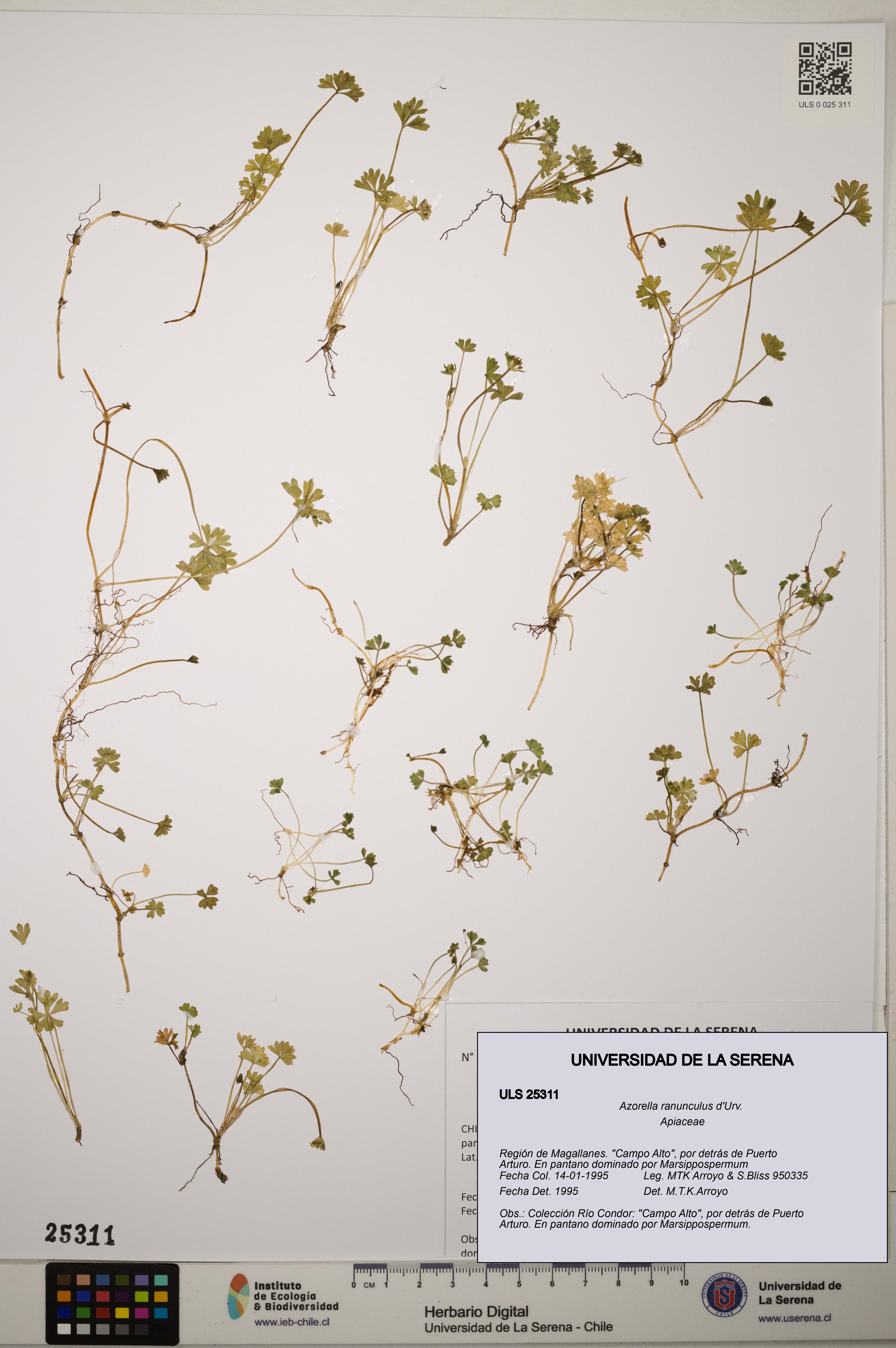 Azorella ranunculus [Espécimen: ]