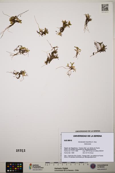 Abrotanella linearifolia [Espécimen: ]