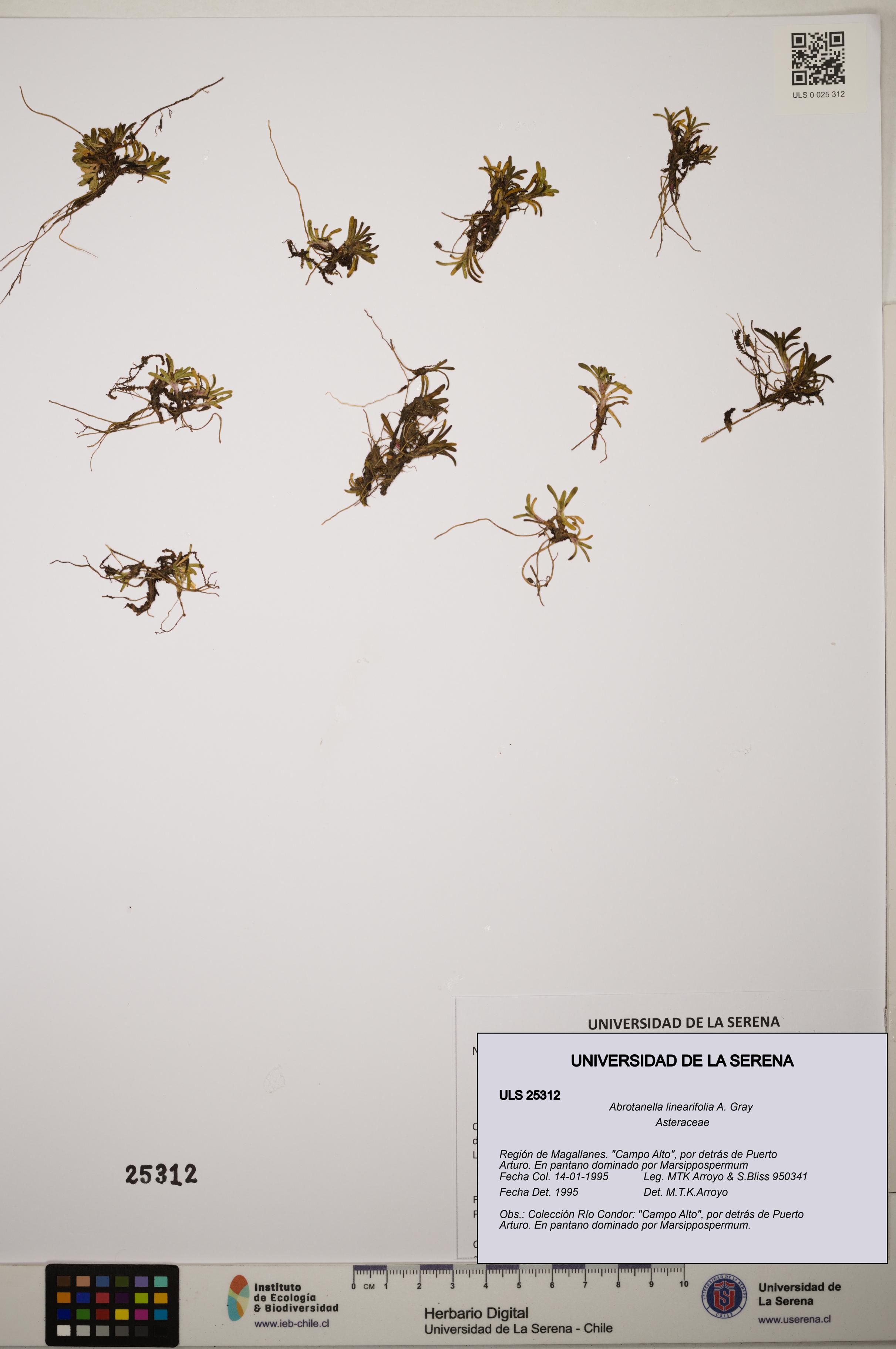 Abrotanella linearifolia [Espécimen: ]