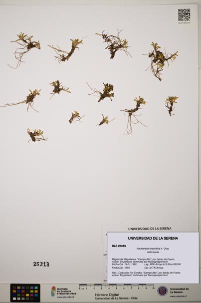Abrotanella linearifolia [Espécimen: ]