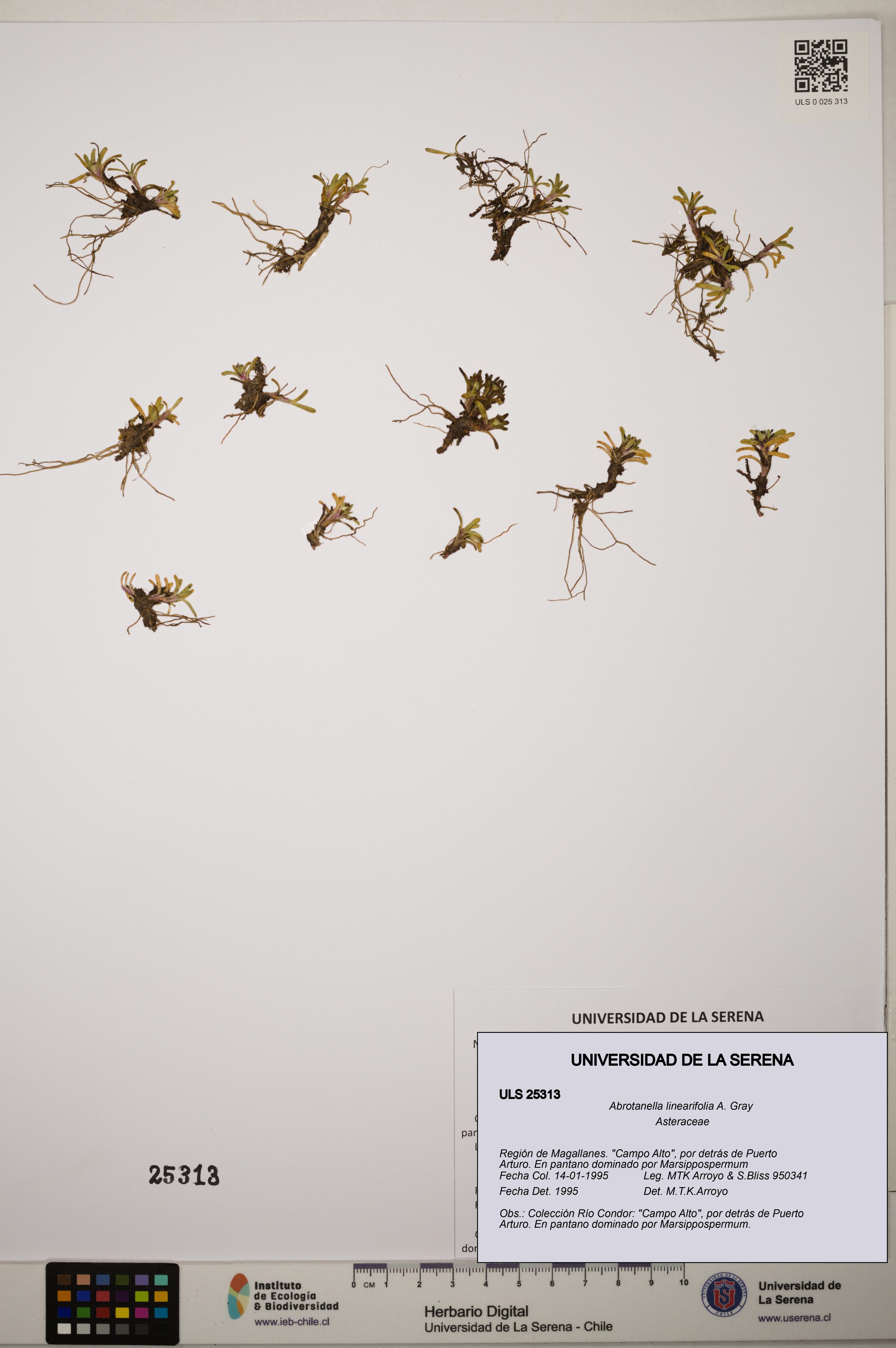 Abrotanella linearifolia [Espécimen: ]