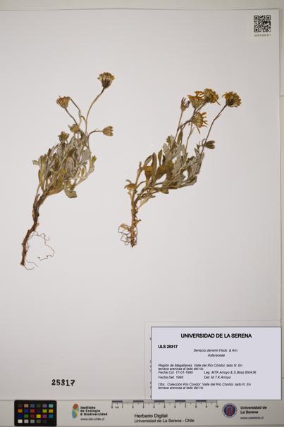 Senecio darwinii [Espécimen: ]